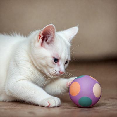 The primary subject of the image is a white kitten playing with a colorful ball. The kitten is focused on the ball, which is placed on the floor. The setting is indoors, with a couch visible in the background. The visual style is a photo, capturing the kitten's playful interaction with the ball. The colors and mood of the image are lively and cheerful, as the kitten enjoys its playtime.